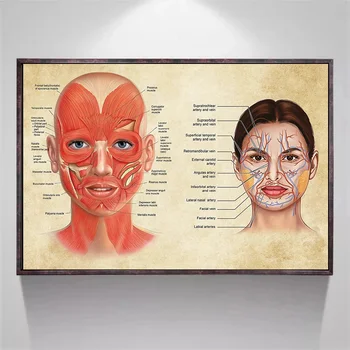 Cara Anatomia Cartaz Facial Músculos e Veias da Beleza da Pele de Plástico Massagem Médica, Educacional Lona Cartaz Imprimir a Decoração da Parede